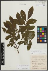 Foto von Salix appendiculata Vill.
